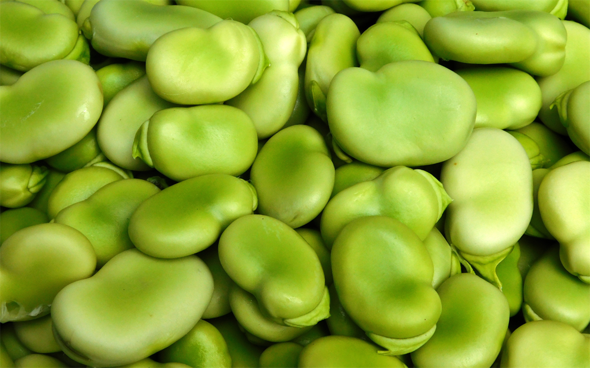 Fava Bean eiwit isolaat